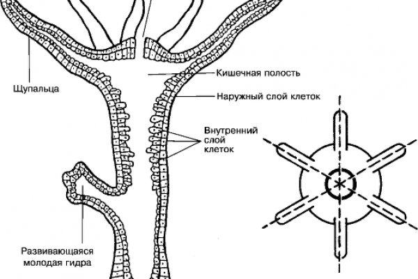 Ссылка на кракен в тор